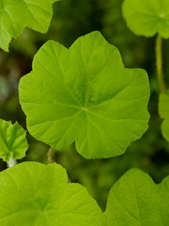 Astilboides tabularis = ''Rodgersia tabularis (verouderd) geen maat specificatie 0,55L/P9cm - afbeelding 6