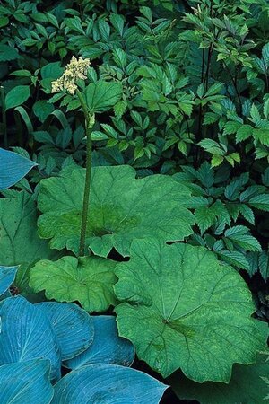 Astilboides tabularis = ''Rodgersia tabularis (verouderd) geen maat specificatie 0,55L/P9cm - afbeelding 3