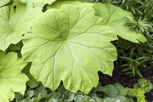 Astilboides tabularis = ''Rodgersia tabularis (verouderd) geen maat specificatie 0,55L/P9cm