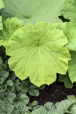 Astilboides tabularis = ''Rodgersia tabularis (verouderd) geen maat specificatie 0,55L/P9cm - afbeelding 2