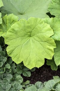 Astilboides tabularis = ''Rodgersia tabularis (verouderd) geen maat specificatie 0,55L/P9cm - afbeelding 2