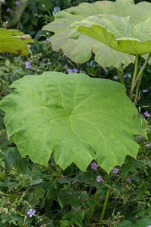Astilboides tabularis = ''Rodgersia tabularis (verouderd) geen maat specificatie 0,55L/P9cm - afbeelding 4
