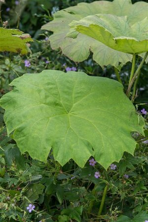 Astilboides tabularis = ''Rodgersia tabularis (verouderd) geen maat specificatie 0,55L/P9cm - afbeelding 3