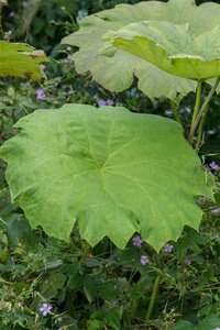 Astilboides tabularis = ''Rodgersia tabularis (verouderd) geen maat specificatie 0,55L/P9cm - afbeelding 3