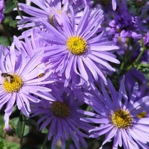 Aster thomsonii geen maat specificatie 0,55L/P9cm - afbeelding 1