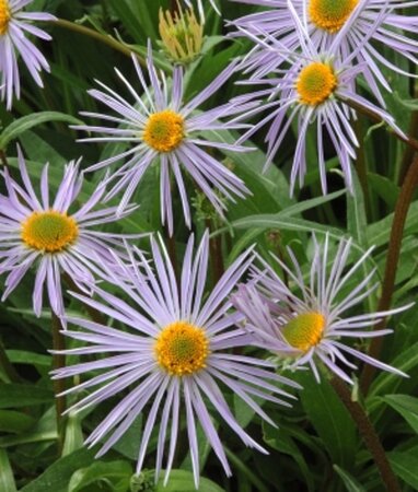 Aster tongolensis 'Napsbury' geen maat specificatie 0,55L/P9cm