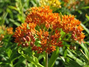 Asclepias tuberosa geen maat specificatie 0,55L/P9cm - afbeelding 3