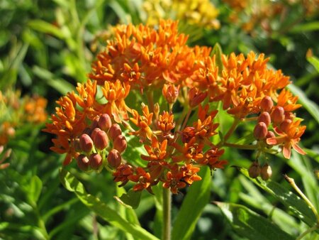 Asclepias tuberosa geen maat specificatie 0,55L/P9cm - afbeelding 5