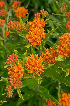 Asclepias tuberosa geen maat specificatie 0,55L/P9cm - afbeelding 4