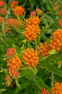 Asclepias tuberosa geen maat specificatie 0,55L/P9cm - afbeelding 4