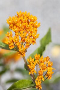 Asclepias tuberosa geen maat specificatie 0,55L/P9cm - afbeelding 2