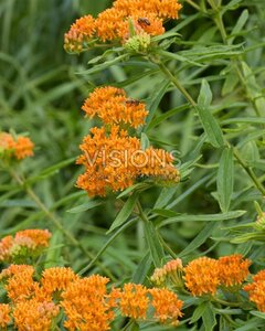 Asclepias tuberosa geen maat specificatie 0,55L/P9cm - afbeelding 5