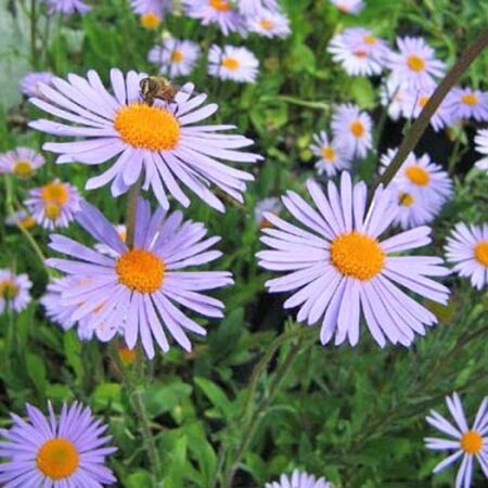 Aster tongolensis 'Wartburgstern' geen maat specificatie 0,55L/P9cm - afbeelding 1