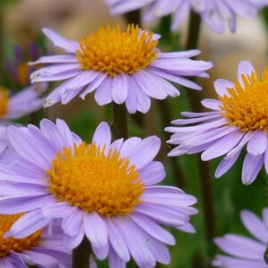 Aster tongolensis 'Wartburgstern' geen maat specificatie 0,55L/P9cm - afbeelding 2