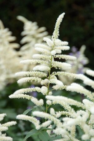 Astilbe (J) 'Washington' geen maat specificatie 0,55L/P9cm - afbeelding 1
