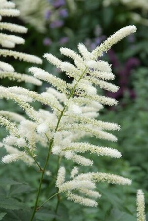 Astilbe (J) 'Washington' geen maat specificatie 0,55L/P9cm - afbeelding 2