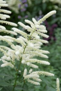 Astilbe (J) 'Washington' geen maat specificatie 0,55L/P9cm - afbeelding 2