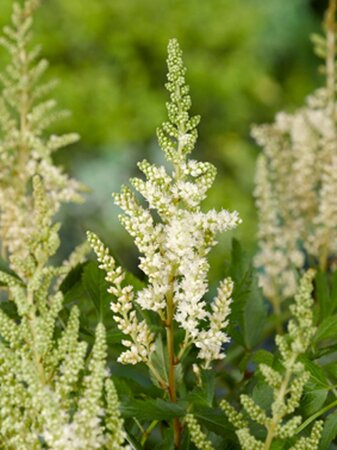 Astilbe (A) 'Weisse Gloria' geen maat specificatie 0,55L/P9cm - afbeelding 1