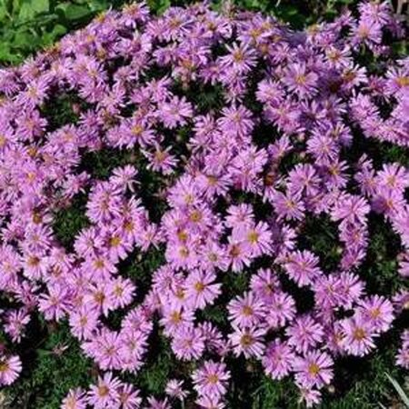 Aster 'Wood's Purple' geen maat specificatie 0,55L/P9cm - afbeelding 1