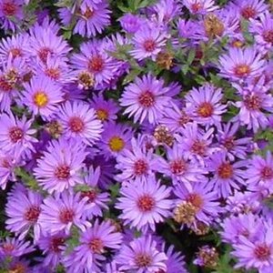 Aster 'Wood's Purple' geen maat specificatie 0,55L/P9cm - afbeelding 2