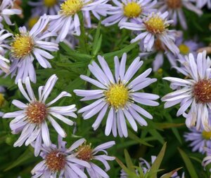 Aster (D) 'Zwergenhimmel' geen maat specificatie 0,55L/P9cm - afbeelding 1