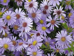 Aster (D) 'Zwergenhimmel' geen maat specificatie 0,55L/P9cm - afbeelding 2