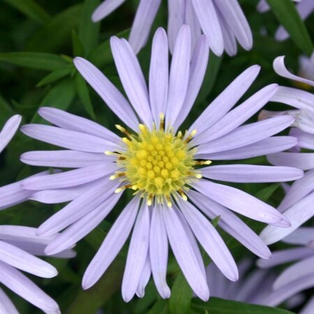 Aster (D) 'Zwergenhimmel' geen maat specificatie 0,55L/P9cm - afbeelding 3