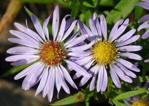 Aster (D) 'Zwergenhimmel' geen maat specificatie 0,55L/P9cm