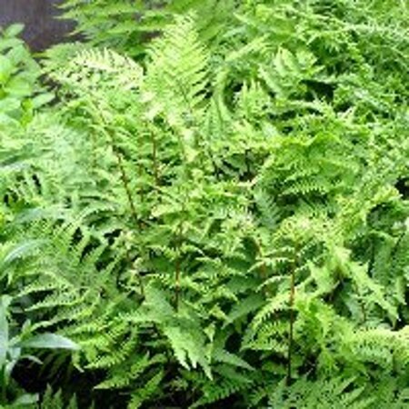 Athyrium filix-femina geen maat specificatie 0,55L/P9cm - afbeelding 3