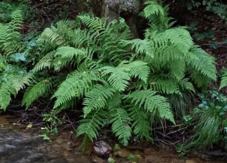 Athyrium filix-femina geen maat specificatie 0,55L/P9cm - image 3