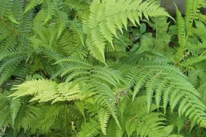 Athyrium filix-femina geen maat specificatie 0,55L/P9cm