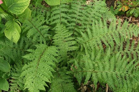 Athyrium f.-f. 'Lady in Red' geen maat specificatie 0,55L/P9cm - afbeelding 3