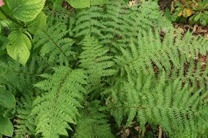 Athyrium f.-f. 'Lady in Red' geen maat specificatie 0,55L/P9cm - afbeelding 3
