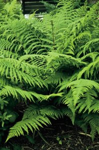 Athyrium f.-f. 'Rotstiel' geen maat specificatie 0,55L/P9cm - afbeelding 2