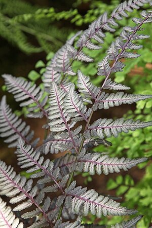Athyrium niponicum 'Burgundy Lace' geen maat specificatie 0,55L/P9cm