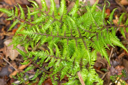 Athyrium niponicum 'Red Beauty' geen maat specificatie 0,55L/P9cm - afbeelding 2