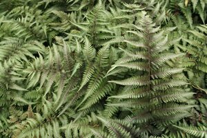 Athyrium niponicum 'Red Beauty' geen maat specificatie 0,55L/P9cm