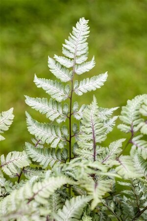 Athyrium niponicum 'Silver Falls' geen maat specificatie 0,55L/P9cm