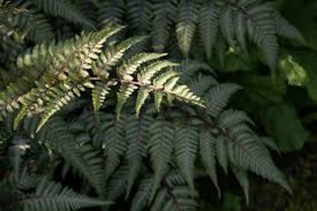 Athyrium niponicum 'Silver Falls' geen maat specificatie 0,55L/P9cm - image 2