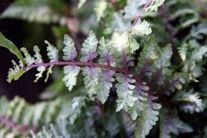 Athyrium niponicum 'Ursula's Red' geen maat specificatie 0,55L/P9cm