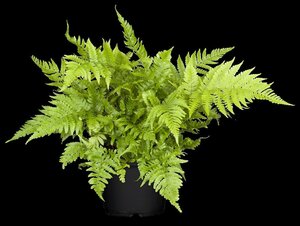 Athyrium vidalii geen maat specificatie 0,55L/P9cm