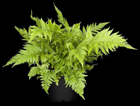 Athyrium vidalii geen maat specificatie 0,55L/P9cm