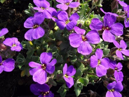 Aubrieta 'Blaumeise' geen maat specificatie 0,55L/P9cm - afbeelding 1