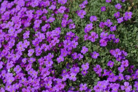 Aubrieta 'Blaumeise' geen maat specificatie 0,55L/P9cm - afbeelding 2
