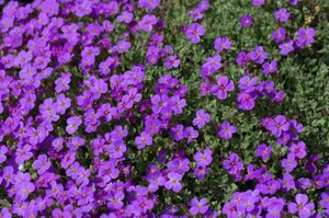 Aubrieta 'Blaumeise' geen maat specificatie 0,55L/P9cm - afbeelding 2