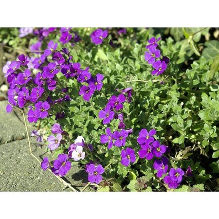 Aubrieta 'Cascade Blue' geen maat specificatie 0,55L/P9cm - afbeelding 1