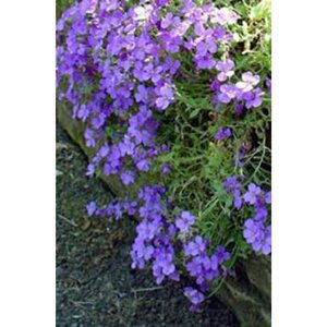 Aubrieta 'Cascade Blue' geen maat specificatie 0,55L/P9cm