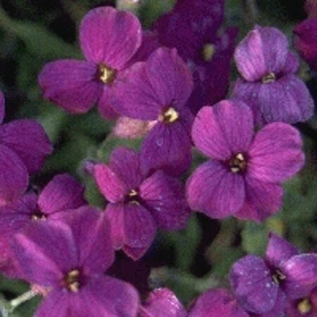 Aubrieta 'Cascade Purple' geen maat specificatie 0,55L/P9cm