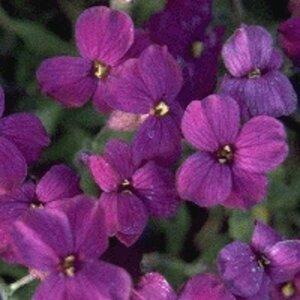 Aubrieta 'Cascade Purple' geen maat specificatie 0,55L/P9cm