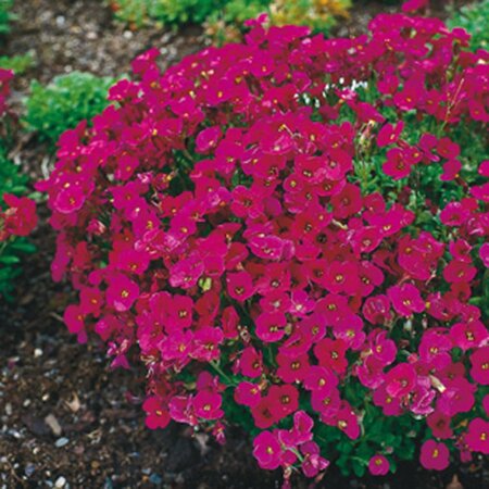 Aubrieta 'Cascade Red' geen maat specificatie 0,55L/P9cm